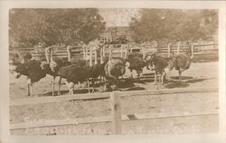 Scene on L.A. Ostrich Farm Postcard