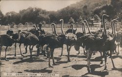 Cawston Ostrich Farm Postcard