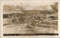 A Corner at Ostrich Farm in Los Angeles, California Ostriches Postcard Postcard Postcard