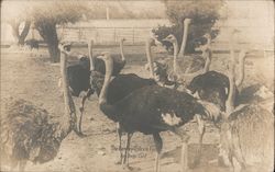 Bentley Ostrich Farm Postcard