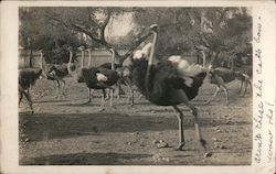 Herd of Ostriches Postcard