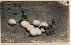 Babies Hatching, Ostrich Farm Postcard