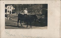 Man with White Shirt Riding a Cow Postcard