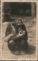 Chimpanzee Smoking a Cigarette Postcard