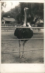 Ostrich Looking Over Fence Postcard