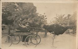 Los Angeles Ostrich Farm Opposite Lincoln Park California Postcard Postcard Postcard