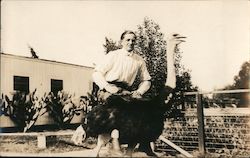 Man Riding an Ostrich Postcard