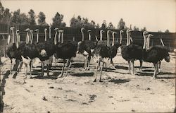 A Herd of Ostriches Postcard