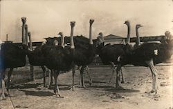 Group of Ostriches Postcard