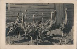 Group of Ostriches Postcard