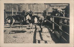 Ostriches at Zoo Postcard