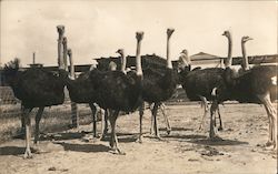 A Herd of Ostriches Postcard