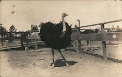 Ostrich Attitude Postcard