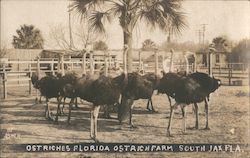 Ostrich Farm Jacksonville, FL Asher Postcard Postcard Postcard