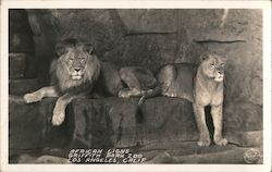 African Lions at Griffith Park Zoo Postcard