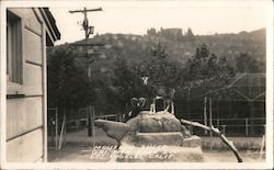 Mouflon Sheep, Griffith Park Zoo Los Angeles, CA Postcard Postcard Postcard