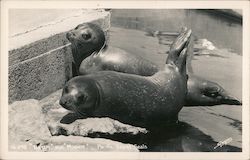 "Butch" and "Minnie" Pacific Coast Seals Postcard