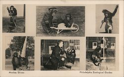 Monkey Shines, Philadelphia Zoological Garden Pennsylvania Postcard Postcard Postcard
