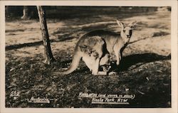 Kangaroo (and young in pouch), Koala Park Sanctuary Sydney, Australia Postcard Postcard Postcard