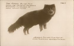 The Regal Blue Fox from Alaska Silver Fox Farms Postcard