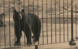 Grizzly Bear at Franklin Park Zoo Postcard