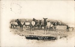 Herd of Elk, Maple Hurst Farm, Singmaster & Sons Postcard