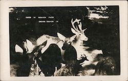 Deer in Beaver Park Cedar Rapids, IA Postcard Postcard Postcard