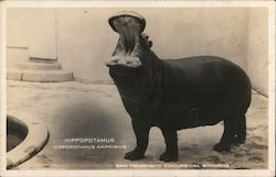 Hippopotamus Amphibius, San Francisco Zoological Gardens Postcard