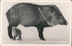 Wild Hog-San Francisco Zoological Gardens Postcard