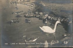 Lake at Golden Gate Park Postcard