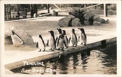 Penguins, San Diego Zoo Postcard