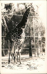 "Patches", San Diego Zoo Postcard