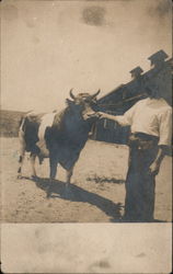 Man Standing with Bull Postcard