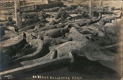 South Beach Alligator Farm Postcard