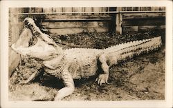 Large Alligator with Mouth Open Postcard