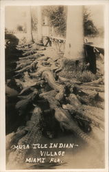 Alligators - Musa Isle Indian Village Postcard