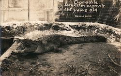 Crocodile - Largest in captivity & 165 Years Old Postcard