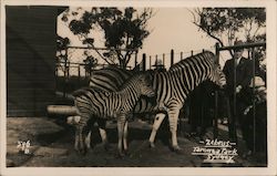 Zebras,Taronga Zoo Sydney, Australia Postcard Postcard Postcard