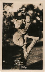 Koala - Greetings from Australia Postcard Postcard Postcard