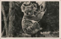 Native Bears, Koala Park Sydney, Australia Postcard Postcard Postcard