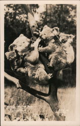 Koala - Native Bear Australia Postcard Postcard Postcard