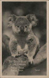 The "Dicky Bird" in the Camera at Native Bear Koala Park Sydney, Australia Postcard Postcard Postcard