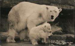 Young Polar Bear with Mother, Taronga Zoo Park Postcard