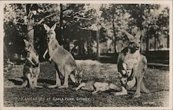 Kangaroos at Koala Park Sydney, Australia Postcard Postcard Postcard