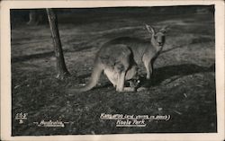 Kangaroo and Young in Pouch at Koala Park Postcard