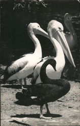 Pelicans, Taronga Zoo Park Sydney, Australia Postcard Postcard Postcard