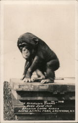 Sammie the Chimpanzee, Gesmo Animal Farm Amsterdam, NY Postcard Postcard Postcard