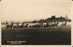 Elk - Ontario Game Preserve Postcard