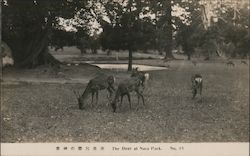 The Deer at Nara Park Postcard