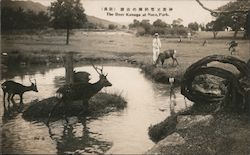 The Deer Kasuga Postcard